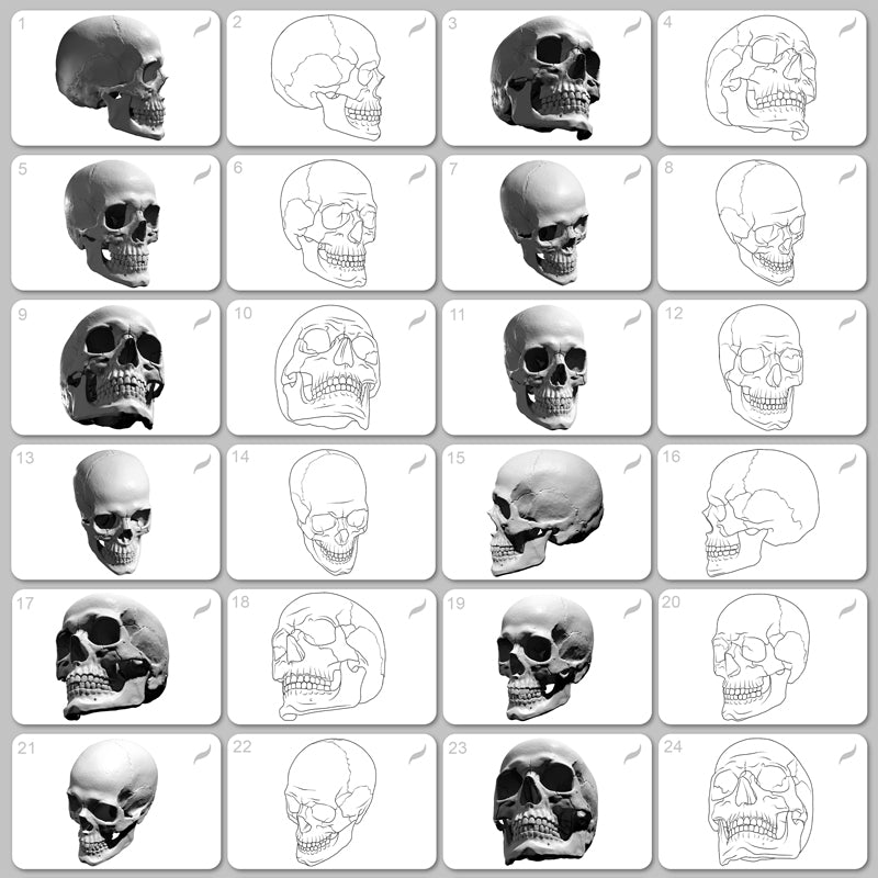 Human Skull • Procreate stamp brushes