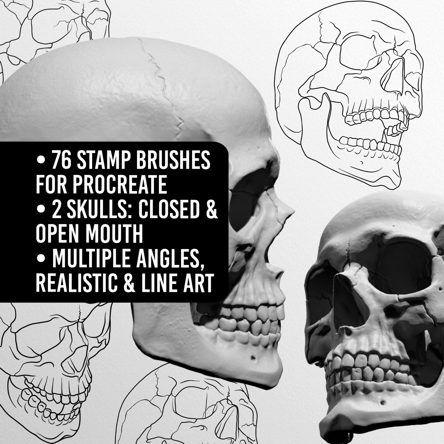 Human Skull • Procreate stamp brushes
