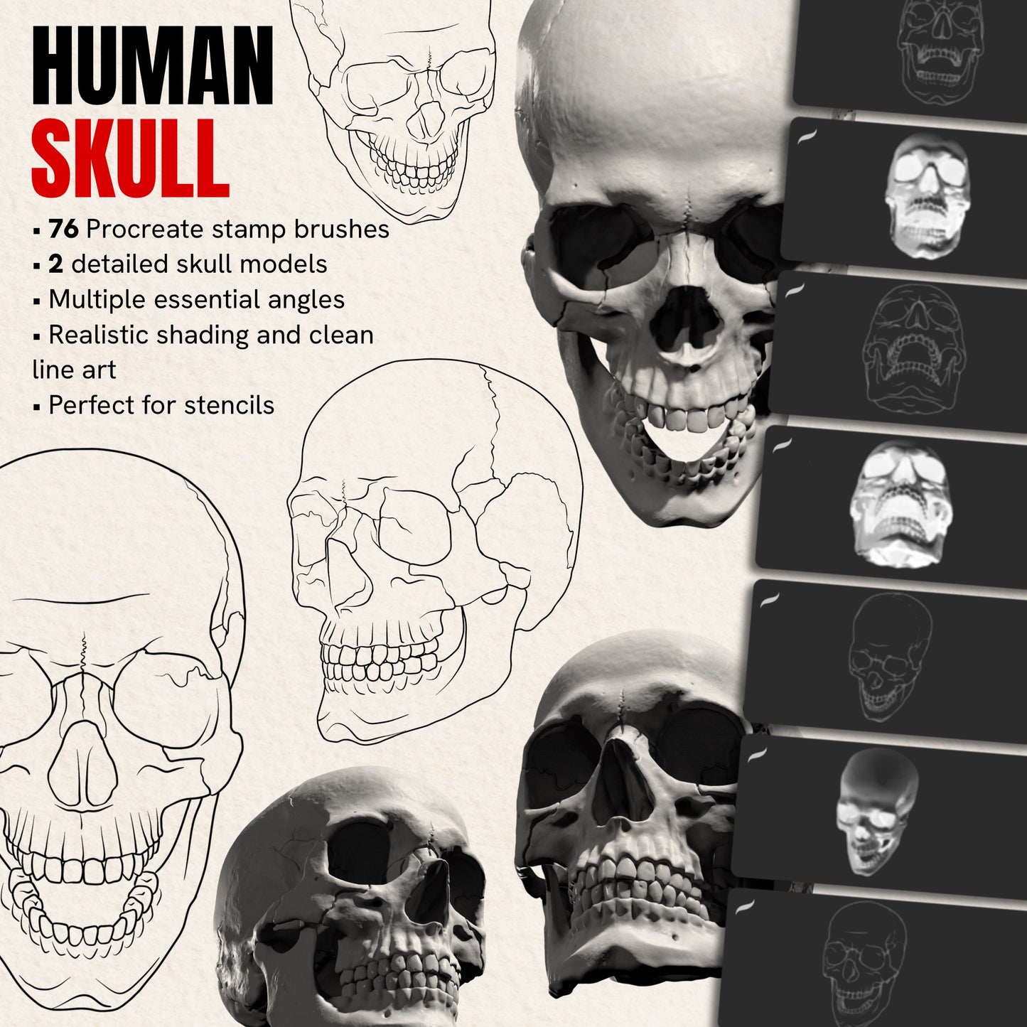 Human Skull pack — 76 Procreate stamp brushes of anatomical skulls from multiple angles, realistic and line art