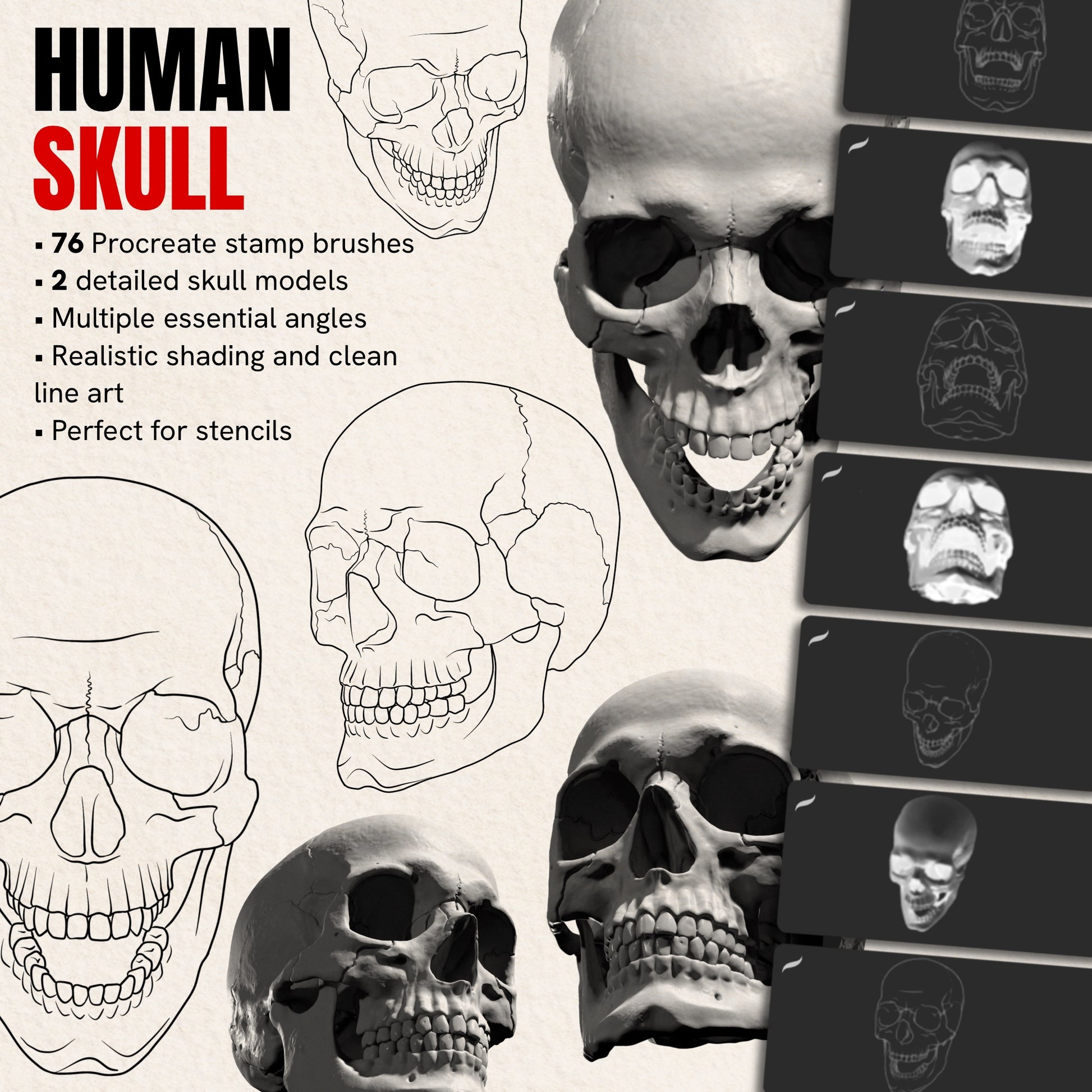 Human Skull pack — 76 Procreate stamp brushes of anatomical skulls from multiple angles, realistic and line art