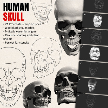 Human Skull pack — 76 Procreate stamp brushes of anatomical skulls from multiple angles, realistic and line art