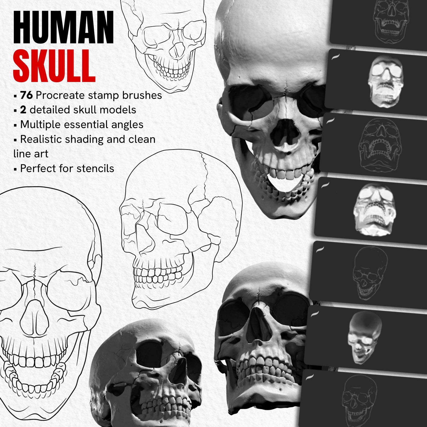 Human Skull pack with 76 Procreate stamp brushes featuring realistic and line art skulls at multiple angles