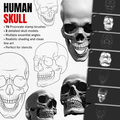 Human Skull pack with 76 Procreate stamp brushes featuring realistic and line art skulls at multiple angles