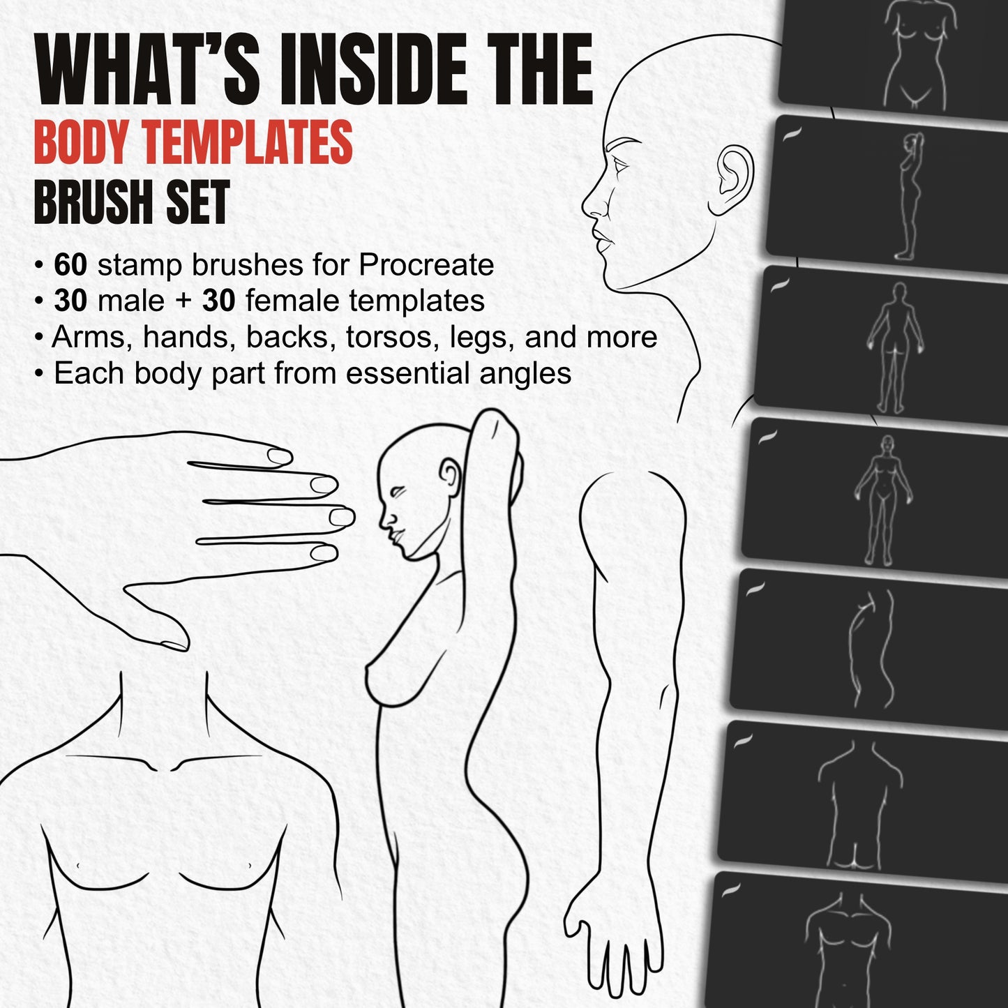 Overview of 60 Body Templates Procreate brushes with male and female anatomy poses
