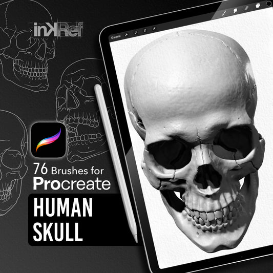 Human Skull Procreate stamp brush set with 76 anatomical skull references
