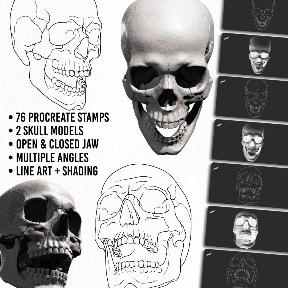 Human Skull • Procreate stamp brushes – InkRef