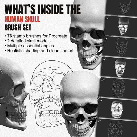 Overview of 76 Human Skull Procreate brushes with open and closed jaw models in shaded and line art styles