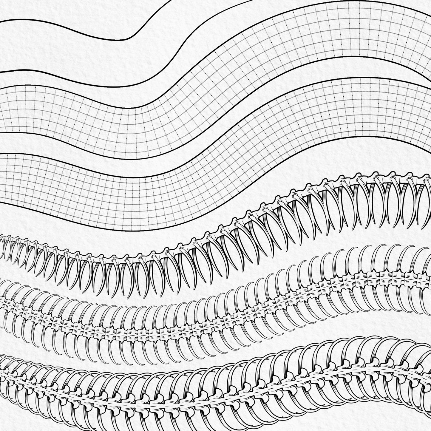 Structured snake body and skeleton Procreate brushes for tattoo design